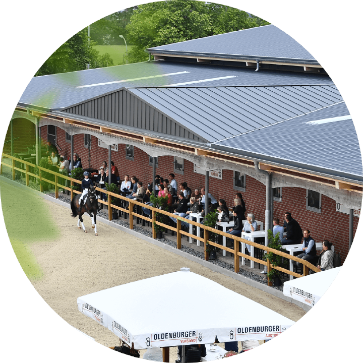 oldenburger verband pferdezucht derby community einstiegsbild